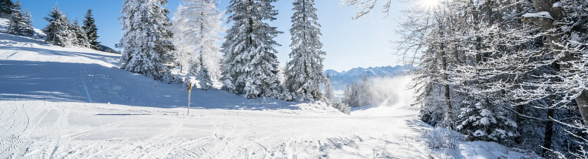 skigebied en bomen