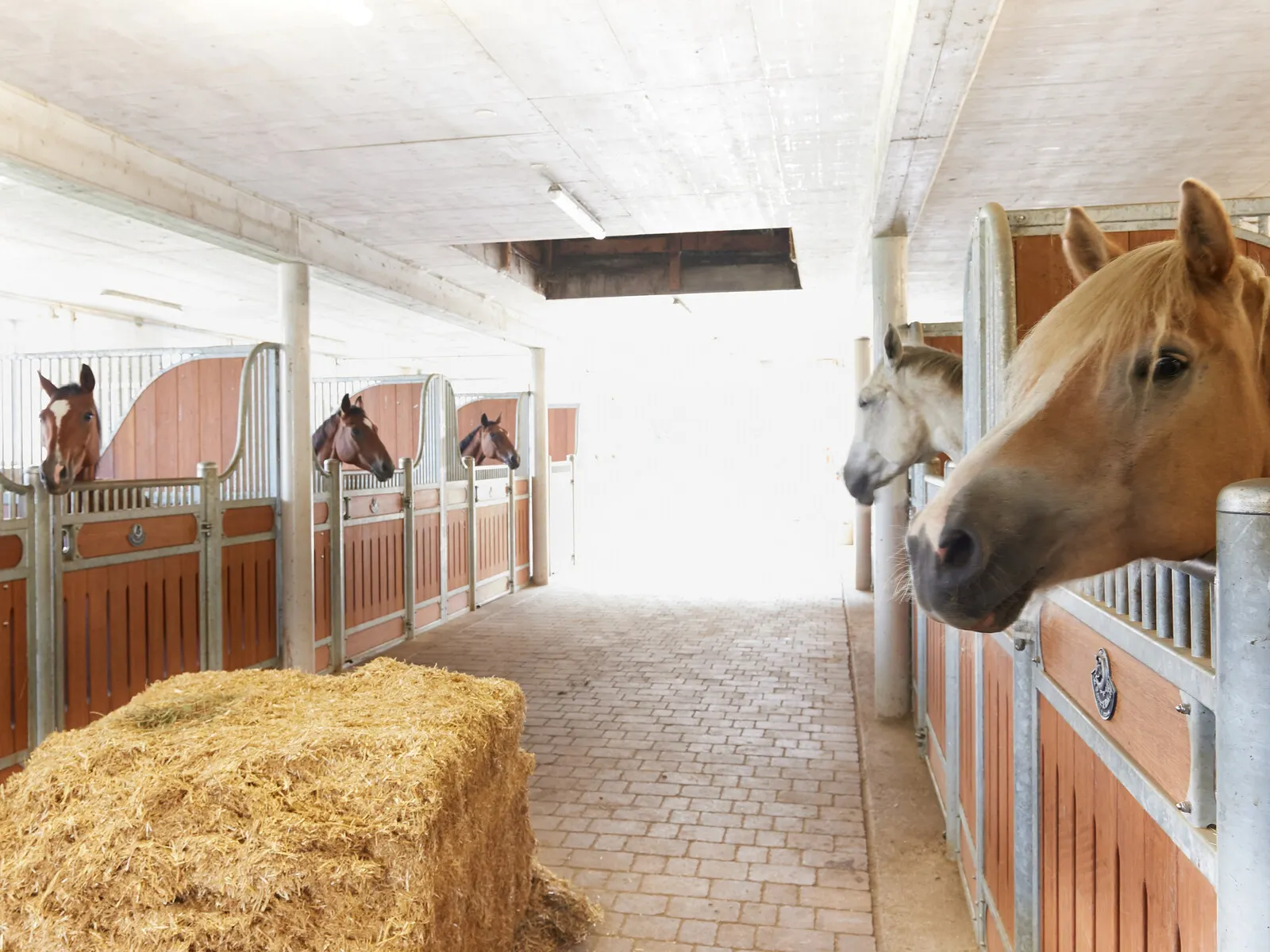 Appartements Alpin Apart - Omgeving