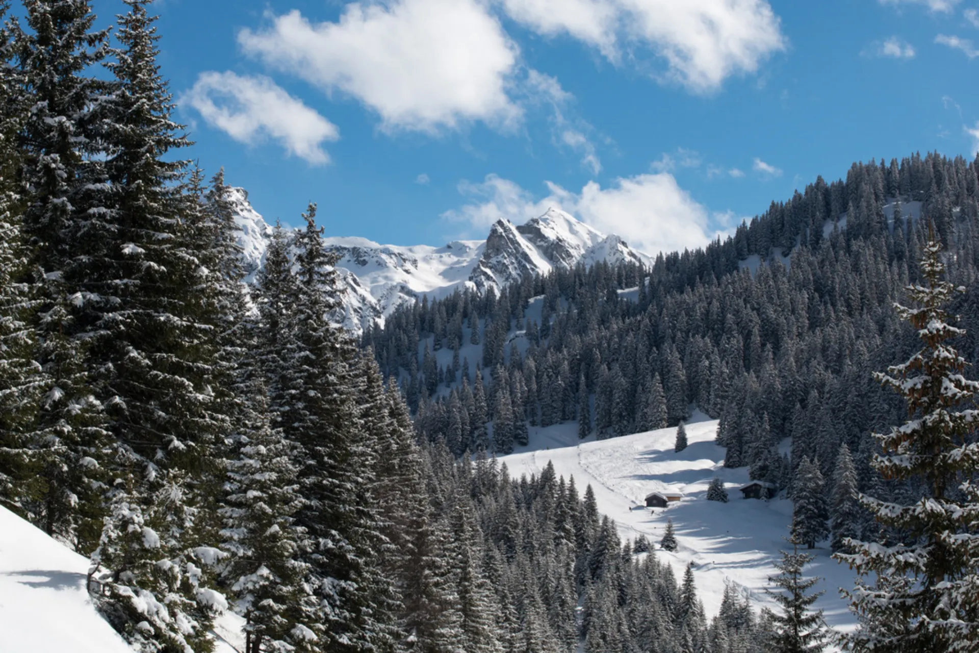 Piste tussen de bossen in Schruns