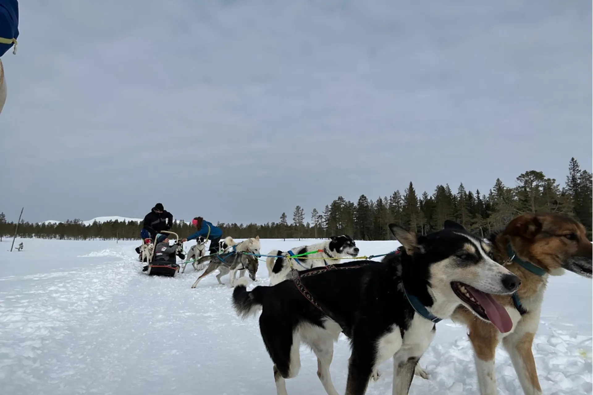 Honden aan de slee tijdens een ski safari in Noorwegen