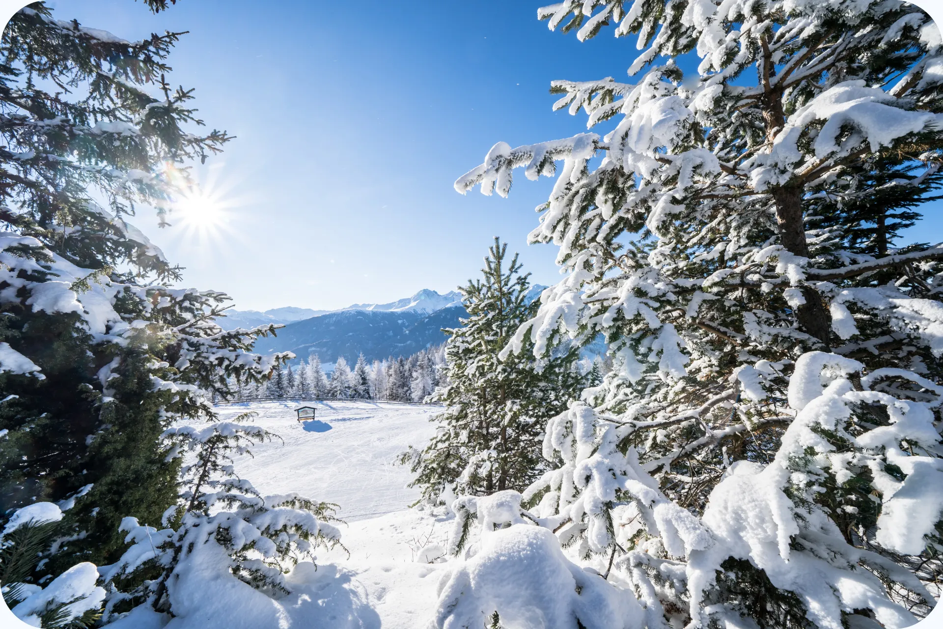 Besneeuwde bomen en skipiste in Seefeld Rosshütte met zonlicht en uitzicht op de Tiroler bergen.
