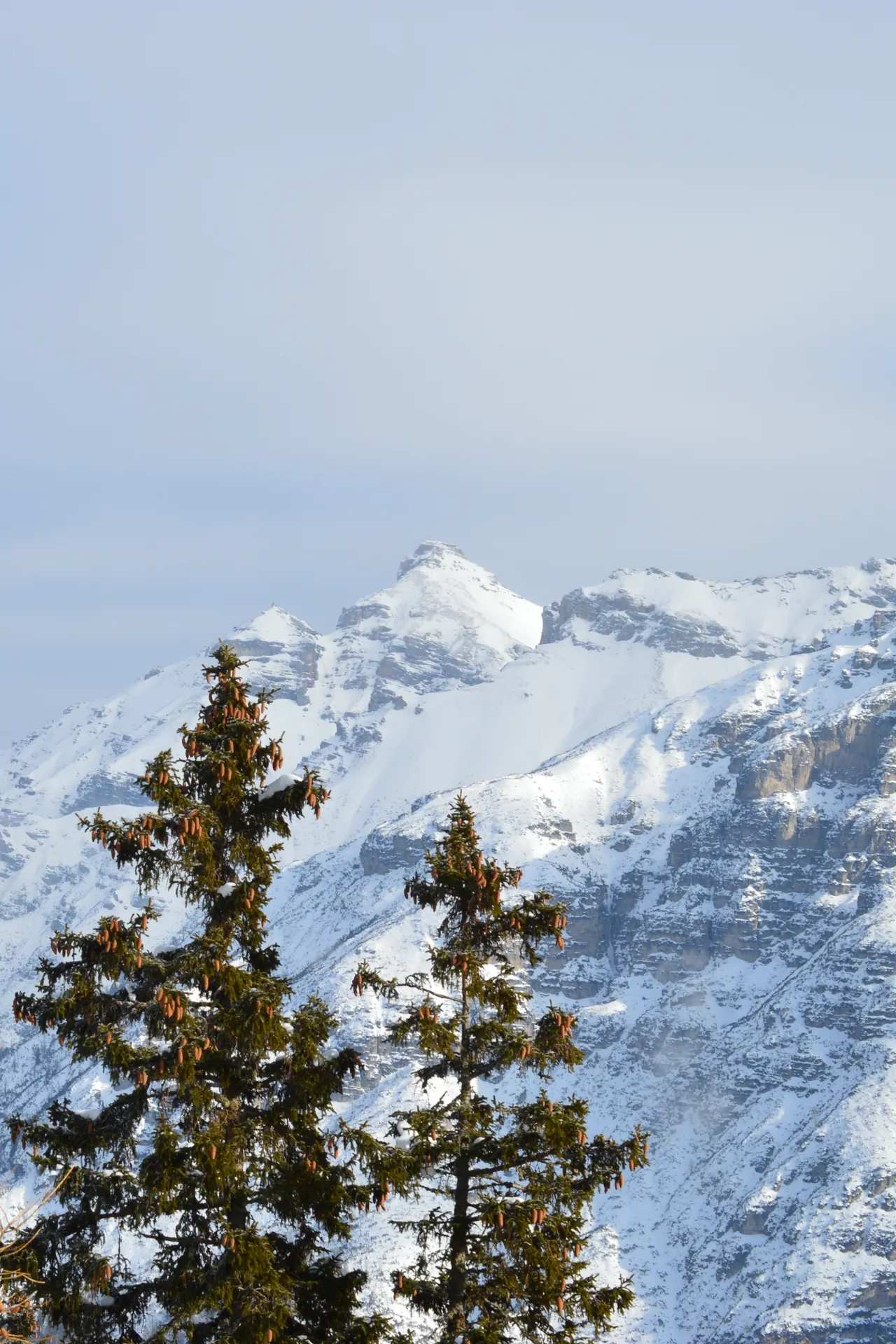 Foto van bomen met op de achtergrond besneeuwde bergen in Stubaital 