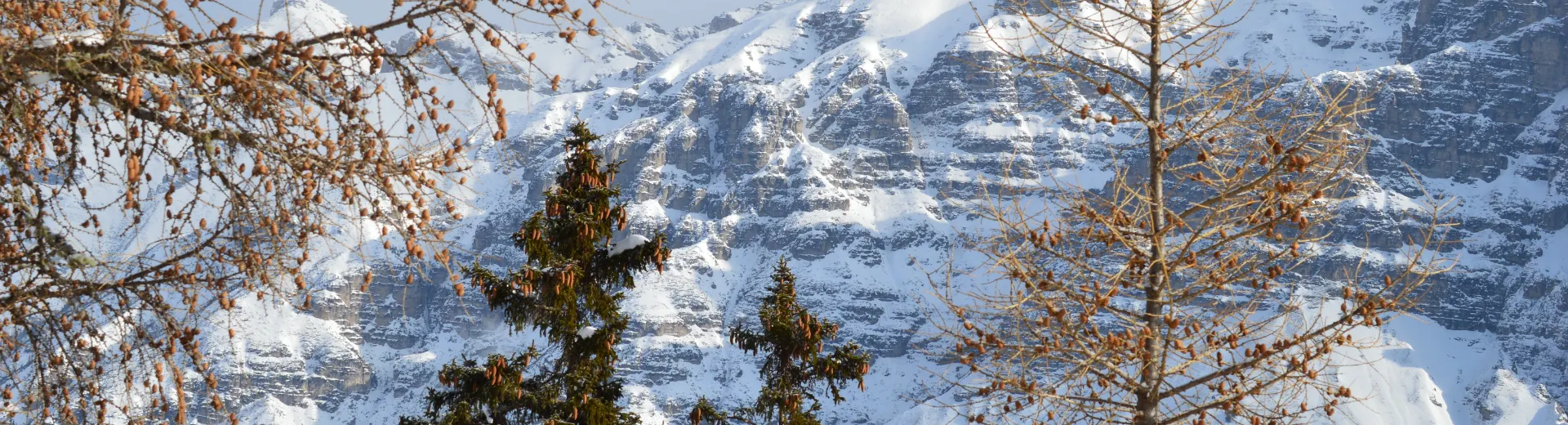 Besneeuwde bergtoppen en naaldbomen in het Stubaital, Oostenrijk.
