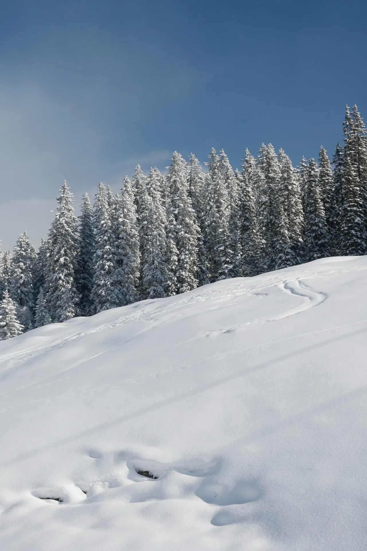 Witte bomen met een blauwe lucht in het skigebied Zillertal