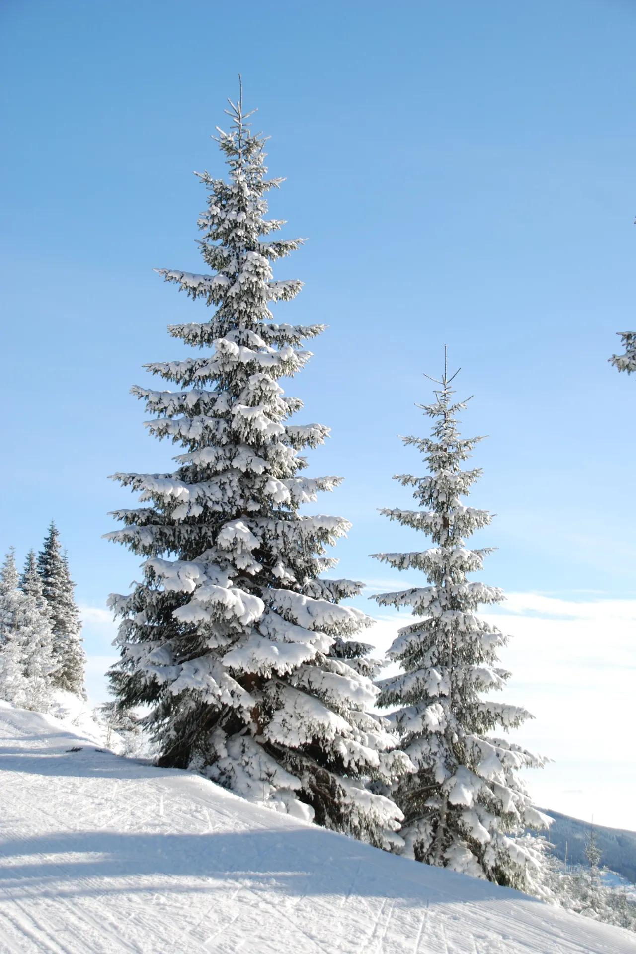 Mooi plaatje van besneeuwde bomen ergens in Oostenrijk.